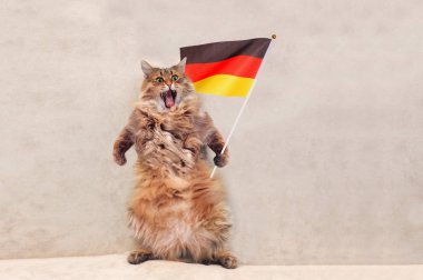 Büyük tüylü kedi çok komik standing.flag