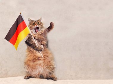 Büyük tüylü kedi çok komik standing.flag