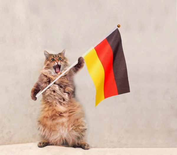 Büyük tüylü kedi çok komik standing.flag