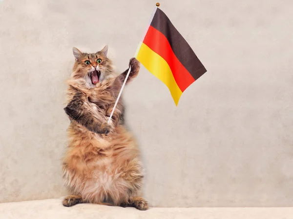 El gran gato peludo es muy divertido standing.flag —  Fotos de Stock