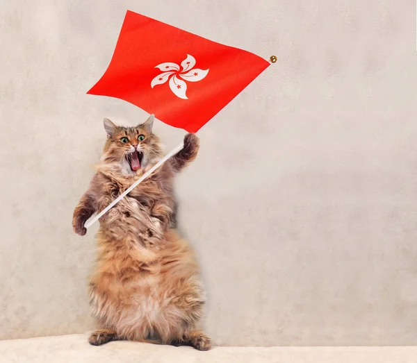 Il grande gatto arruffato è molto divertente standing.flag — Foto Stock