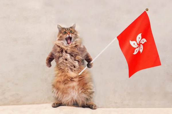 Il grande gatto arruffato è molto divertente standing.flag — Foto Stock