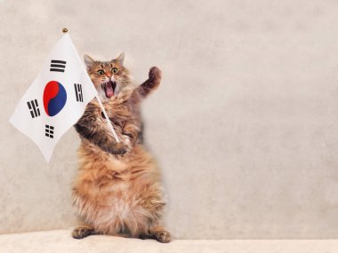 Büyük tüylü kedi çok komik standing.flag