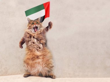 Büyük tüylü kedi çok komik standing.flag