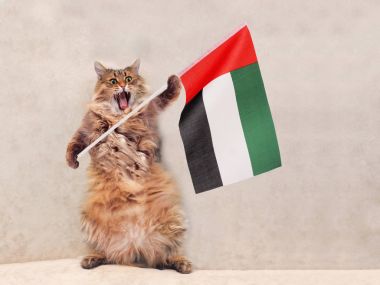 Büyük tüylü kedi çok komik standing.flag