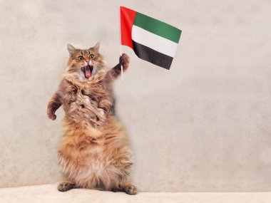 Büyük tüylü kedi çok komik standing.flag