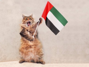 Büyük tüylü kedi çok komik standing.flag