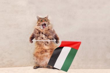 Büyük tüylü kedi çok komik standing.flag