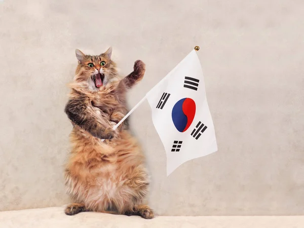 큰 털 고양이 매우 재미 standing.flag — 스톡 사진