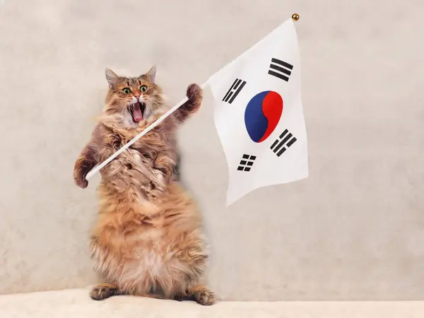 큰 털 고양이 매우 재미 standing.flag — 스톡 사진