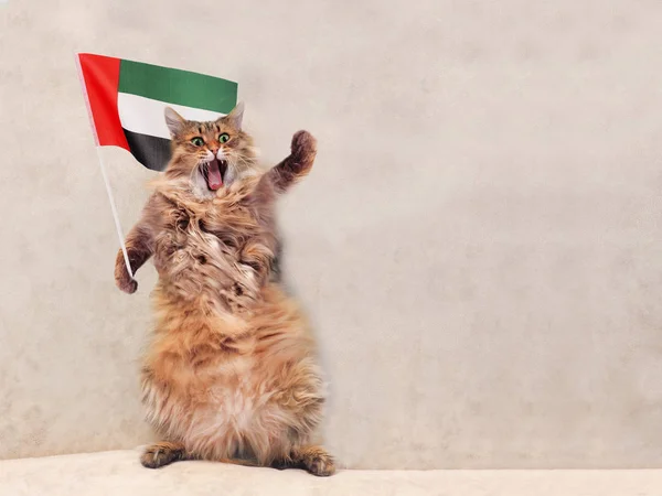 The big shaggy cat is very funny standing.flag — Stock Photo, Image