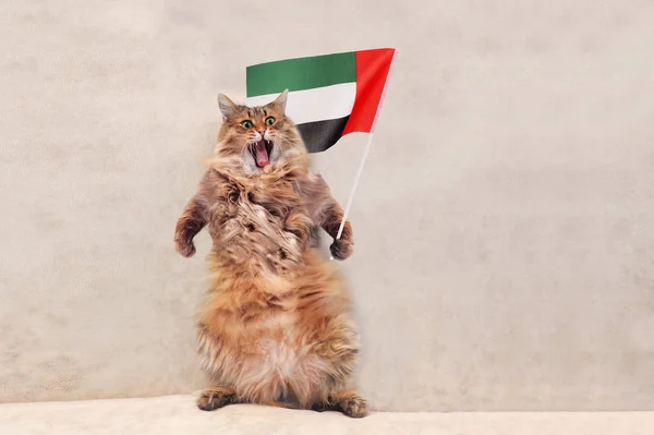 The big shaggy cat is very funny standing.flag — Stock Photo, Image