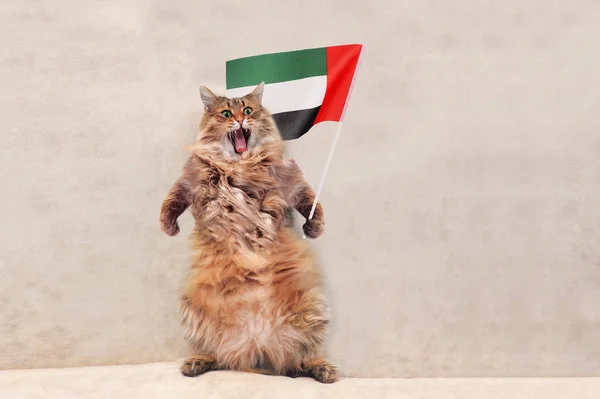 The big shaggy cat is very funny standing.flag