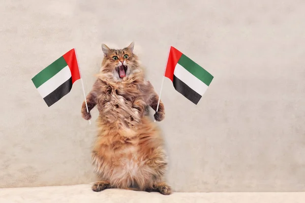 The big shaggy cat is very funny standing.flag — Stock Photo, Image