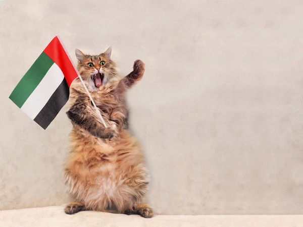 The big shaggy cat is very funny standing.flag — Stock Photo, Image