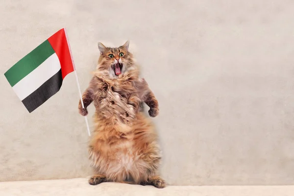 The big shaggy cat is very funny standing.flag — Stock Photo, Image