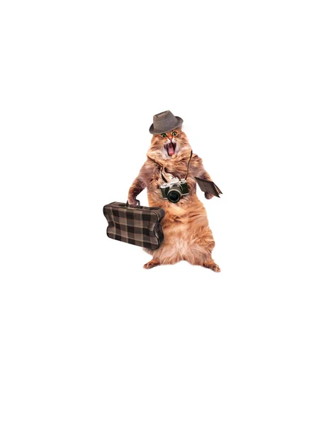 Funny cat with suitcase and camera. — Stock Photo, Image