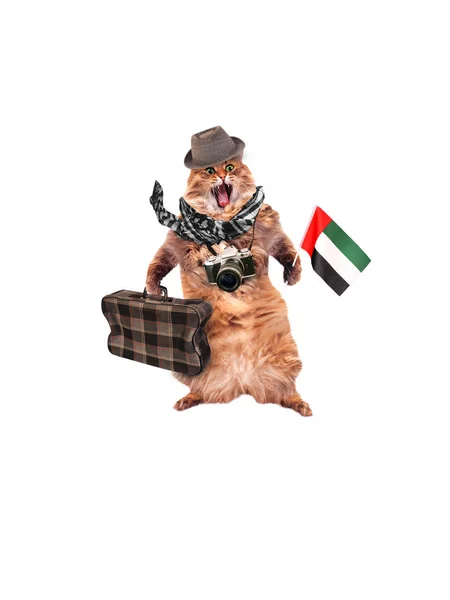 Funny kočka s kufr a kamera. — Stock fotografie
