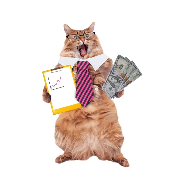 Gözlüklü ve kravatlı komik kedi. Finansör kavramı