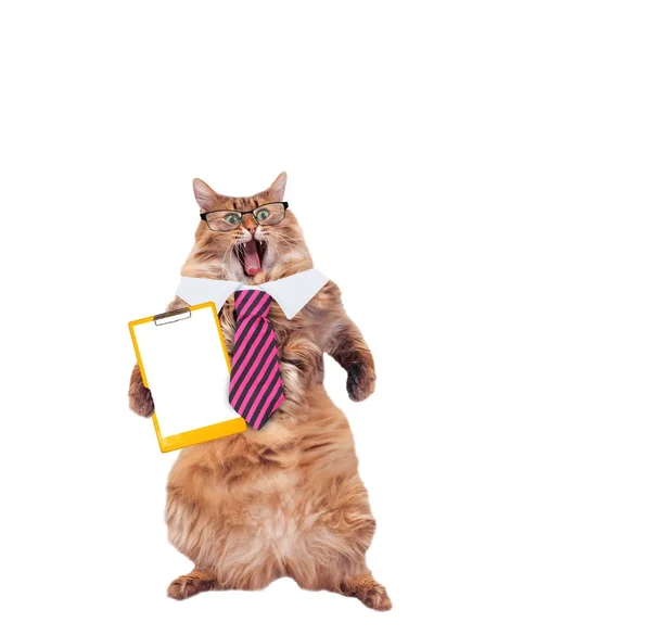 Komik kedi ile gözlük ve kravat. öğretmen kavramları — Stok fotoğraf