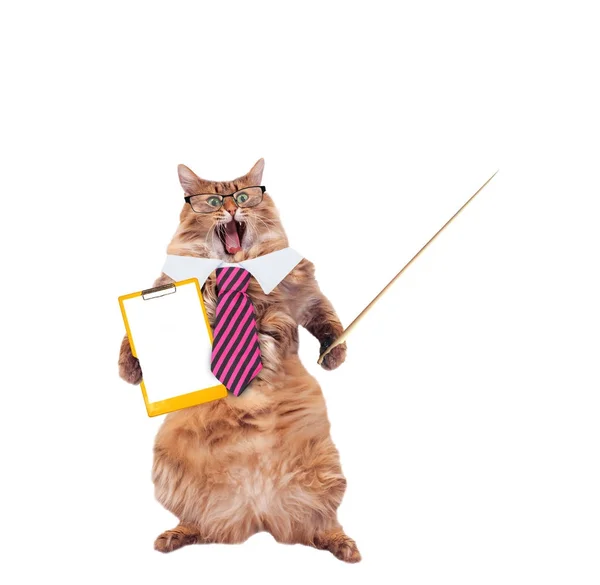 komik kedi ile gözlük ve kravat. öğretmen kavramları