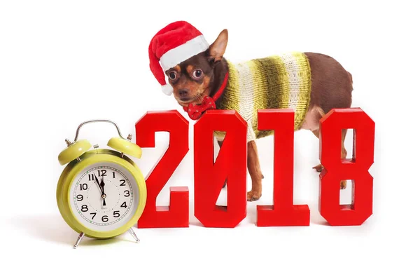Köpek 2018 yıl ve sayıların bir semboldür — Stok fotoğraf