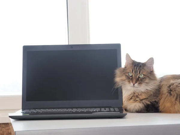 stock image shaggy cat with laptop. concept of computer consultation