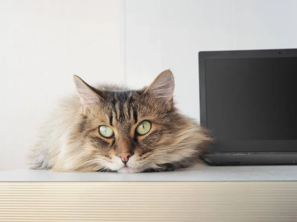 Gato peludo con portátil. concepto de consulta por ordenador — Foto de Stock