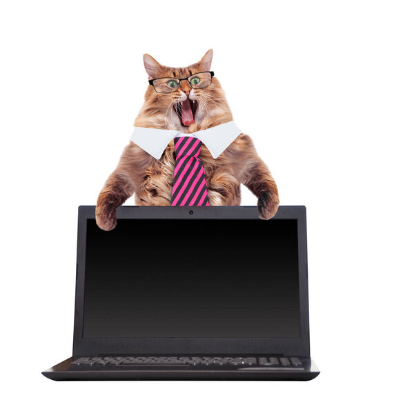 The big shaggy cat is very funny standing.laptop