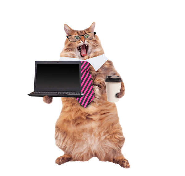 The big shaggy cat is very funny standing.laptop