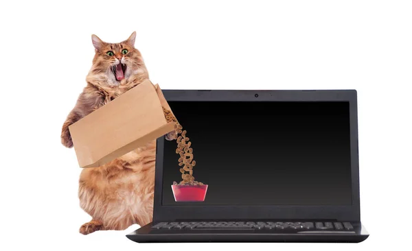 The big shaggy cat is very funny standing.laptop — Stock Photo, Image