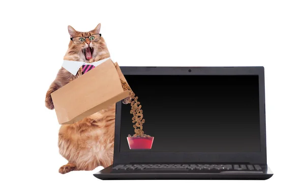 The big shaggy cat is very funny standing.laptop — Stock Photo, Image