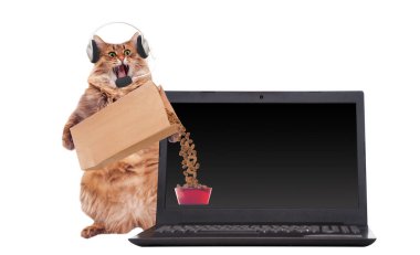 Büyük tüylü kedi çok komik ayakta duruyor. Laptop..