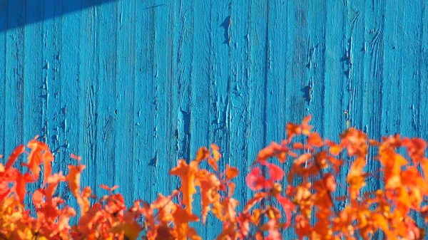 Rustic Color Wood Texture Background — Stock Photo, Image