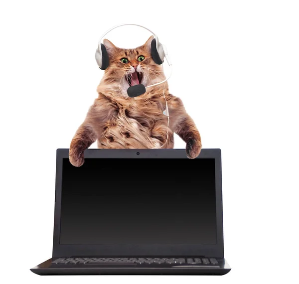 Gran Gato Peludo Muy Divertido Standing Laptop —  Fotos de Stock