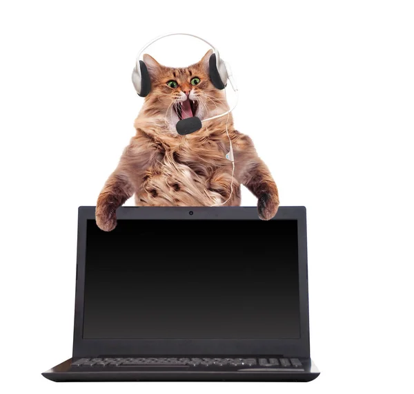 Büyük tüylü kedi çok komik ayakta duruyor. Laptop..