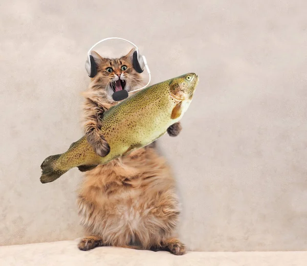 Chat Qui Louche Images Libres De Droit Photos De Chat Qui Louche Depositphotos Chat Qui Louche Images Libres De Droit Photos De Chat Qui Louche Depositphotos