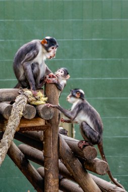 Beyaz taçlı mangabey, Barselona Hayvanat Bahçesi