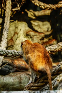 Barbar Macaque buzağı, Barselona hayvanat bahçesi.