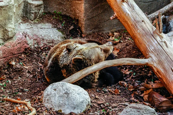 Oso Pardo Descansando Zoológico Barcelona —  Fotos de Stock