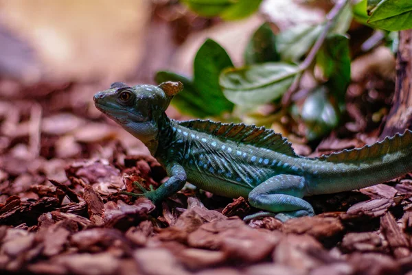 Flying Lizard Barcelona Zoo — Stock Photo, Image