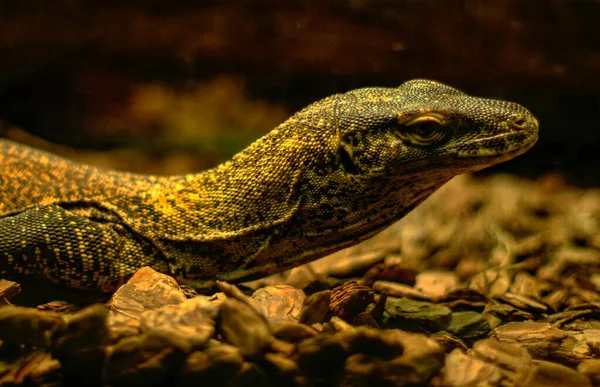 Komododraken Barcelonas Zoo — Stockfoto