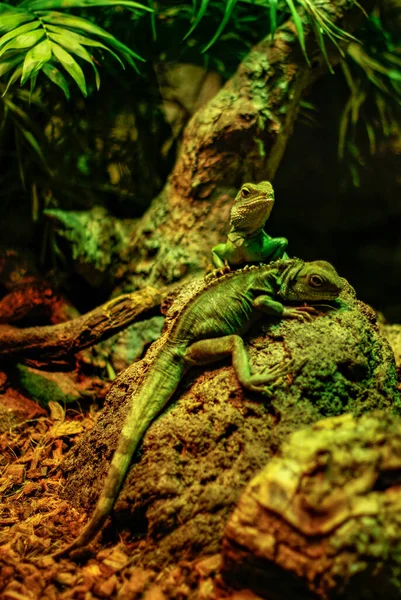 Lizards Zoológico Barcelona — Fotografia de Stock