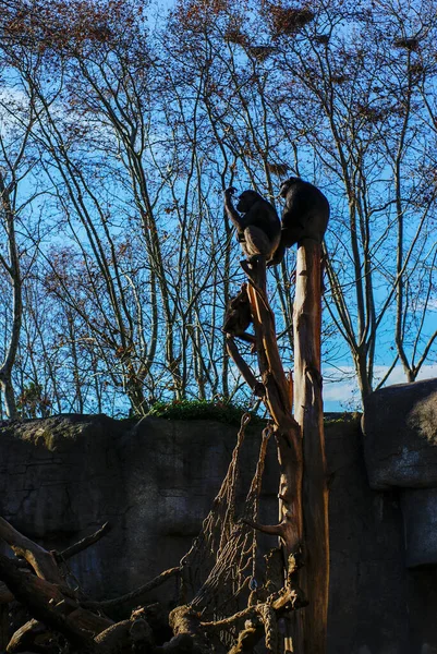 Chimpanzees climbing a tree, Barcelona zoo