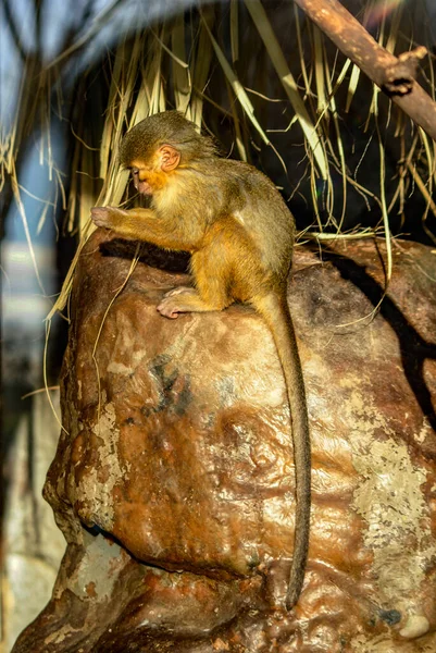 Becerro Macaco Berbería Roca —  Fotos de Stock