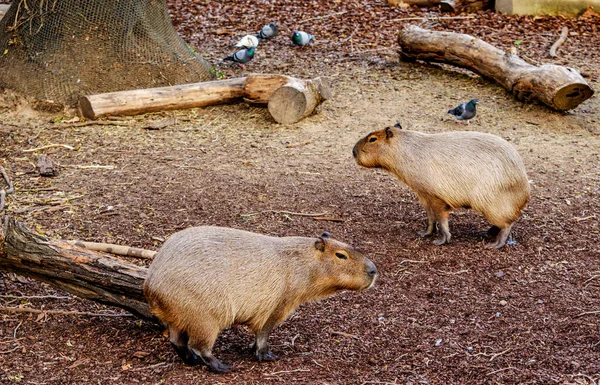 Famiglia Capybara Allo Zoo Barcellona — Foto Stock