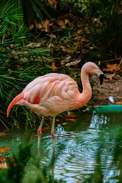 Flamingo Agua Zoológico Barcelona — Foto de Stock