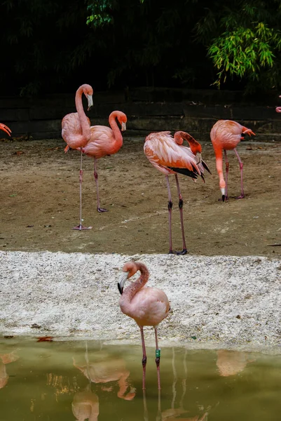 Flamingor Utomhus Barcelona Zoo — Stockfoto