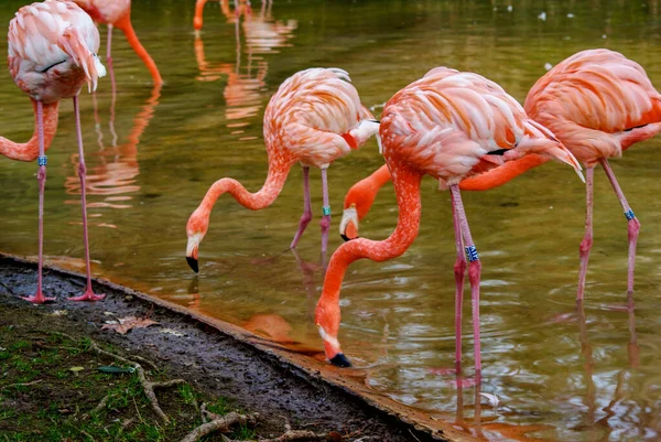 Flamingor Tittar Vatten Barcelona Zoo — Stockfoto