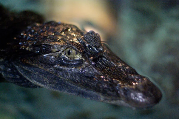 Krokodil Kijken Vanaf Het Water — Stockfoto